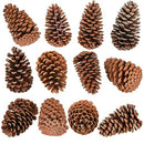 Huwena 12 Pcs PineCones Large Natural Unscented Pine Cones Bulk Rustic Christmas Tree Ornaments Decorative No Chemicals for Crafts DIY Wreath Home Wedding Decoration (5-6 Inches)
