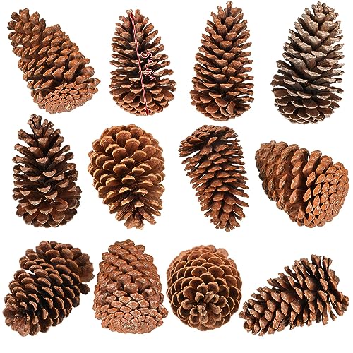 Huwena 12 Pcs PineCones Large Natural Unscented Pine Cones Bulk Rustic Christmas Tree Ornaments Decorative No Chemicals for Crafts DIY Wreath Home Wedding Decoration (5-6 Inches)