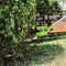 Greenworks 8 Inch 40V Cordless Pole Saw with Hedge Trimmer Attachment 2.0 AH Battery Included PSPH40B210