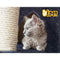 i.Pet Cat Tree 244cm Trees Scratching Post Scratcher Tower Condo House Furniture Wood - Coll Online