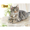 i.Pet 45cm Cat Scratching Tree - Beige - Coll Online