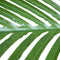 Artificial Multi Stem Hawaii Palm 190cm