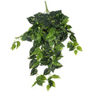 Heart Leaf Philodendron Hanging Creeper Bush 73cm