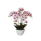 66cm Multi Butterfly Orchid - Pink